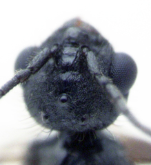 Orectognathus antennatus