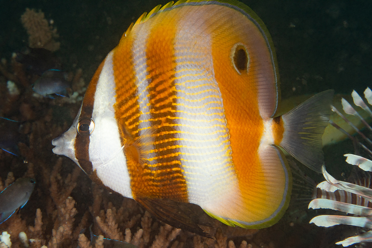 Orange-Tailed Coralfish photo 3