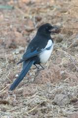 Pica pica