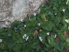 Cyclamen creticum