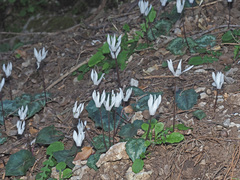 Cyclamen creticum