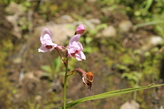 Spathoglottis plicata
