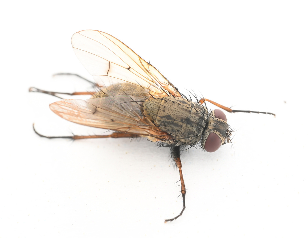Helina pectinata