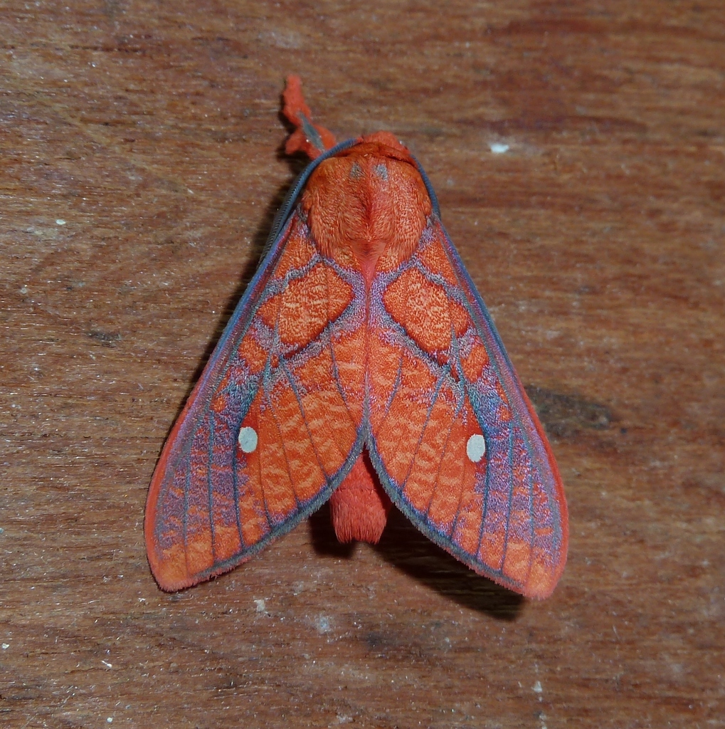 Ernassa sanguinolenta
