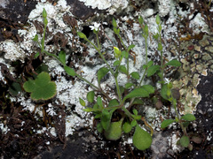 Arenaria muralis