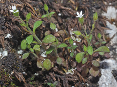Arenaria muralis