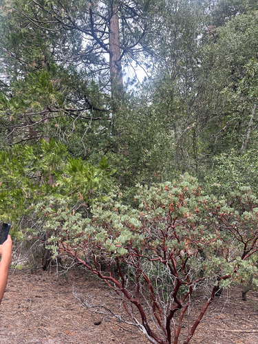 iNaturalist observation photo of California Pinkbract Manzanita