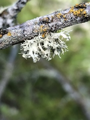 Ramalina dilacerata