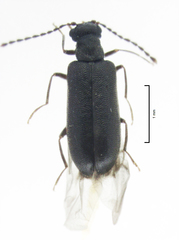 Scraptogetus arboreus