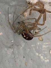 Steatoda grossa
