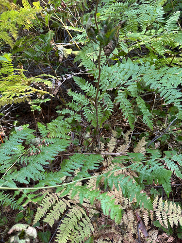 iNaturalist observation photo of Hairy brackenfern