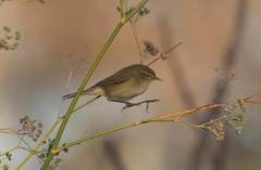 Phylloscopus collybita