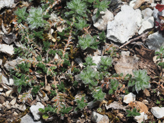 Paronychia macrosepala