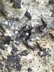 Hypoponera opaciceps