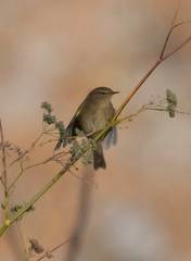 Phylloscopus collybita