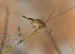 Phylloscopus collybita