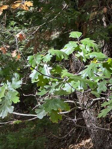 iNaturalist observation photo of California black oak