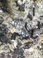 Hypoponera opaciceps