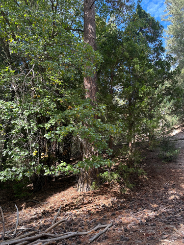 iNaturalist observation photo of California black oak