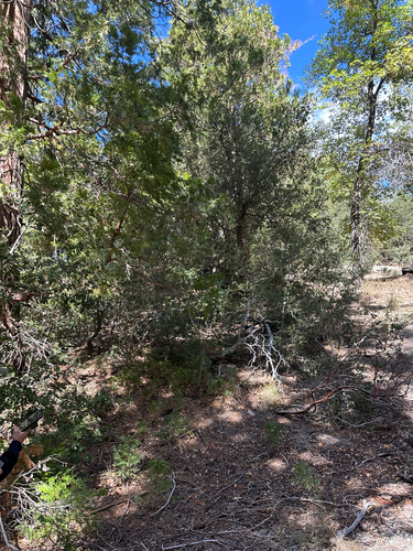 iNaturalist observation photo of Vascular Plants