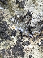 Hypoponera opaciceps