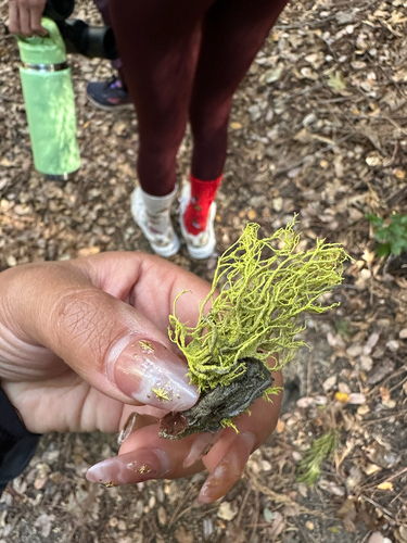 iNaturalist observation photo of Wolf Lichens
