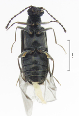 Scraptogetus arboreus