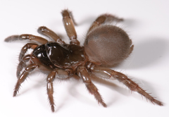 Aliatypus erebus