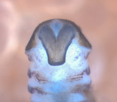 Peripsocus subfasciatus