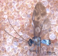 Peripsocus subfasciatus