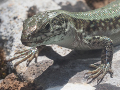 Podarcis cretensis