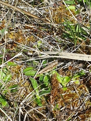 Sigaus campestris