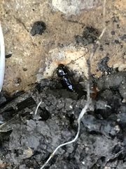 Hypoponera opaciceps