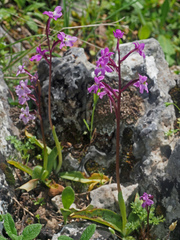 Orchis quadripunctata