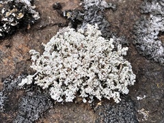 Stereocaulon paschale