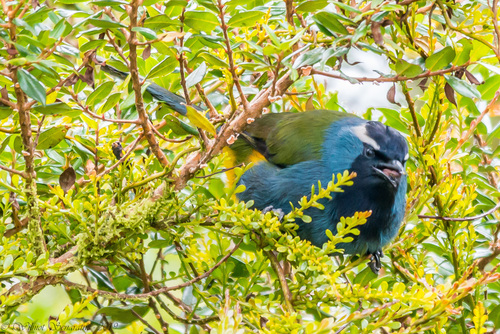 Paramythia montium observed 2019-07-15