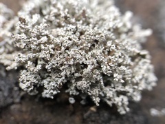 Stereocaulon paschale