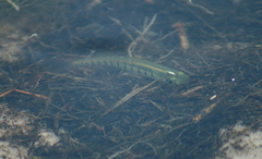 Fundulus lineolatus