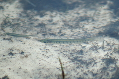 Fundulus lineolatus