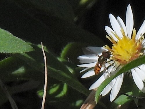 Unknown species found near Oscar Blevins Loop Trail, Oneida, TN 37841, USA