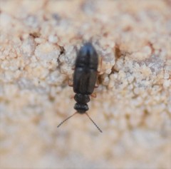 Coryphium angusticolle