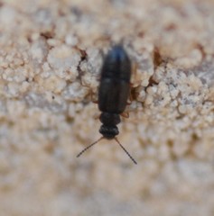 Coryphium angusticolle
