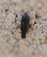 Coryphium angusticolle