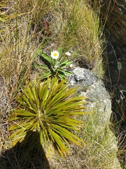 Celmisia verbascifolia