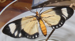 Scopula libyssa