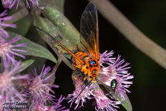 Gymnelia