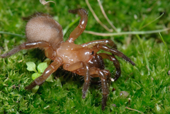 Aliatypus thompsoni