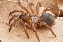 Aliatypus thompsoni