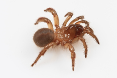 Aliatypus thompsoni