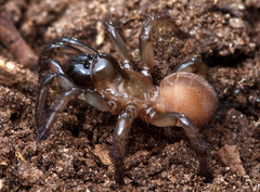 Aliatypus thompsoni